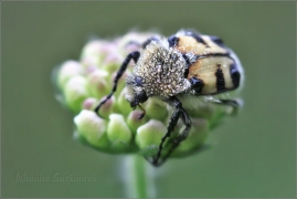 <p>ZDOBENEC SKVRNITÝ (Trichius fasciatus) ---- /Gebänderter Pinselkäfer/</p>